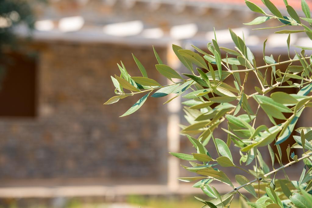 Olive Land Villas Limenaria  Cameră foto